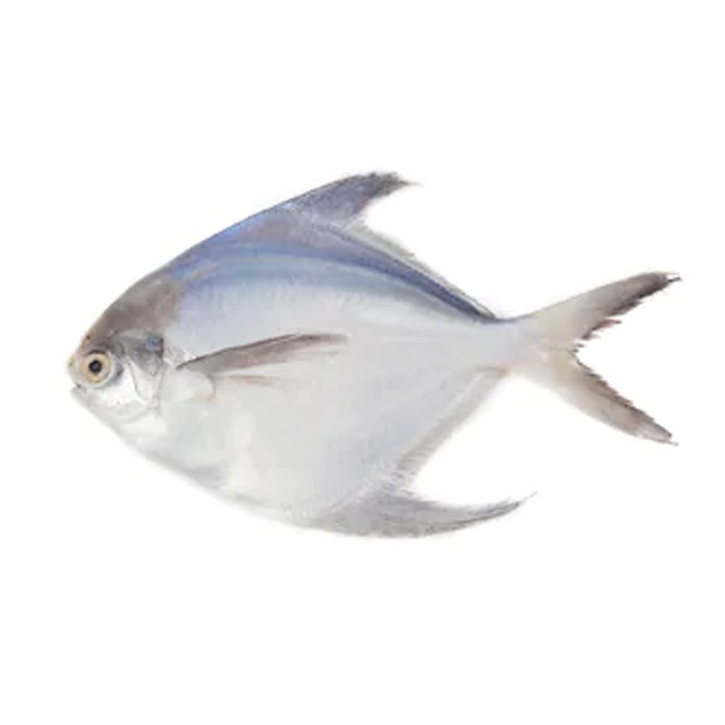 Rupchanda / Silver Pomfret (Large Size)(3-6pcs)