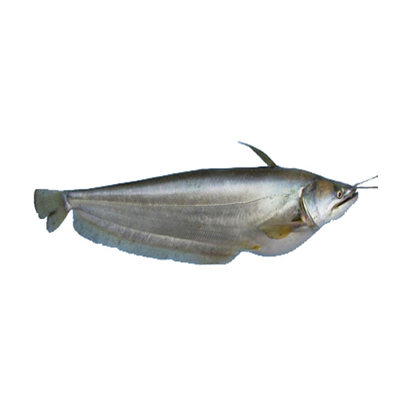 Ikan:: Walking Catfish / Keli / Ikan Lele